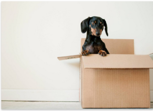 How to Prepare for Moving Company